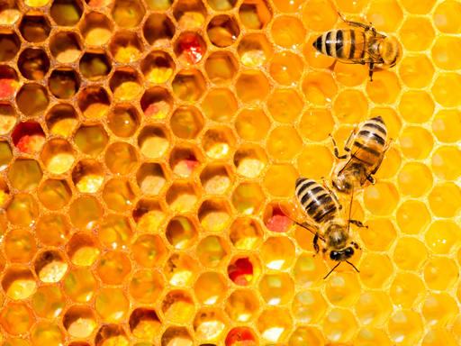 UK2030_bees_honeycomb_November2021